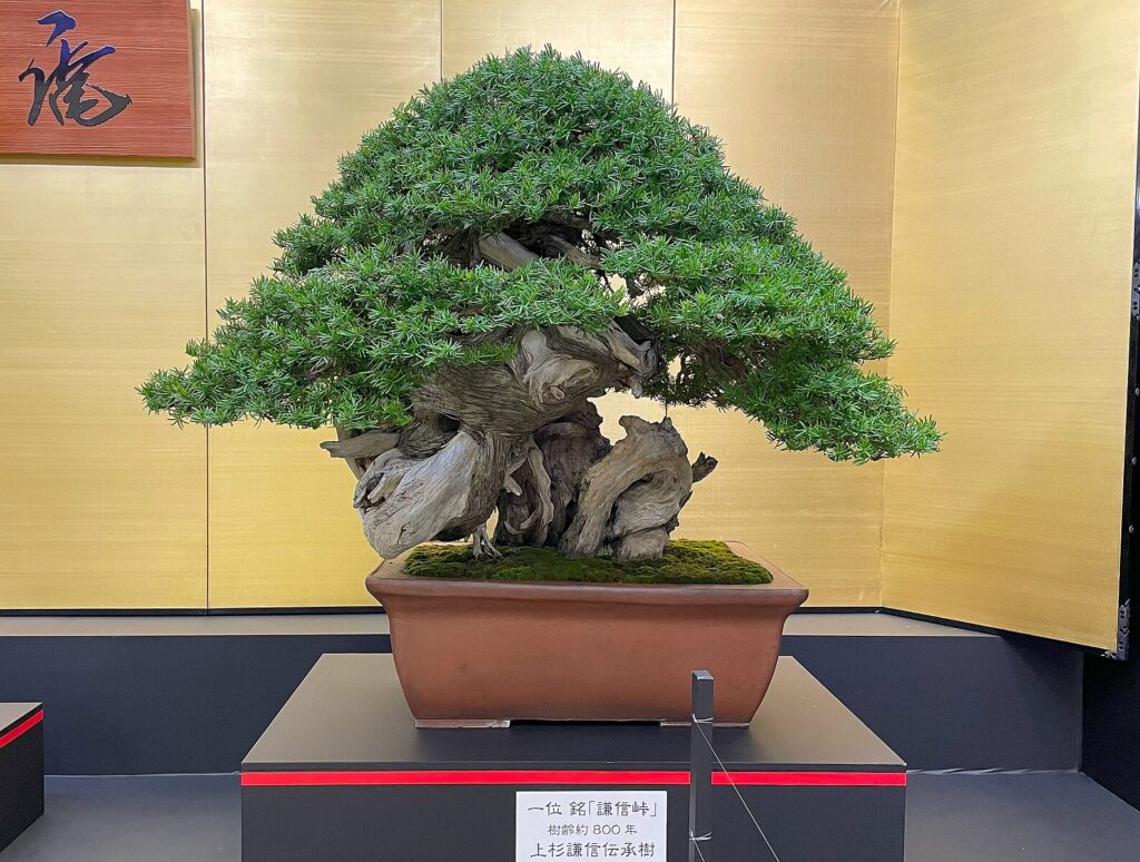 A bonsai yew tree. The tree is very short, but very old looking. It is presented in a plain terra cotta pot, but elevated on a stand to honor it and the effort that it took to create it