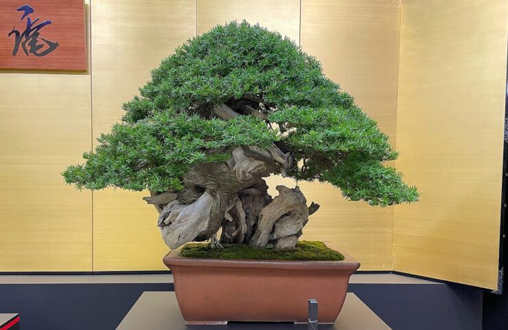 A bonsai yew tree. The tree is very short, but very old looking. It is presented in a plain terra cotta pot, but elevated on a stand to honor it and the effort that it took to create it